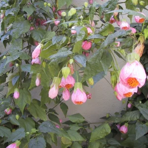 Abutilon Pink Flowering Live Plant – 4 inch Pot – Starter Plant – Indoor/Outdoor - Image 8