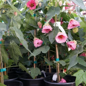 Abutilon Pink Flowering Live Plant – 4 inch Pot – Starter Plant – Indoor/Outdoor - Image 9