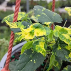 Abutilon Trailing Aurea Variegated Live Plant 4" Pot - Indoor/Outdoor - Image 1