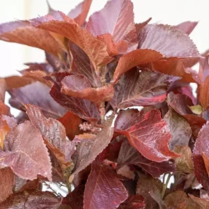 Acalypha Chenille Copper Plant Live Starter Plants - 2 Pack, 4-6 Inches Tall, Year-Round Color - Image 2