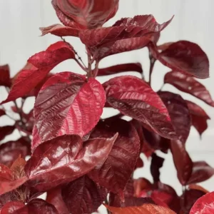 Acalypha Chenille Copper Plant Live Starter Plants - 2 Pack, 4-6 Inches Tall, Year-Round Color - Image 3