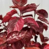 Acalypha Chenille Copper Plant Live Starter Plants - 2 Pack, 4-6 Inches Tall, Year-Round Color - Image 1