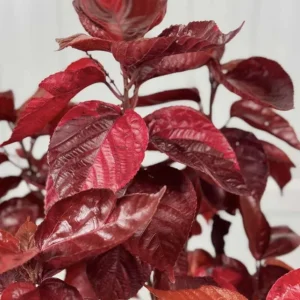 Acalypha Chenille Copper Plant Live Starter Plants - 2 Pack, 4-6 Inches Tall, Year-Round Color - Image 1