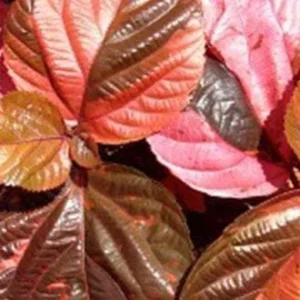 Acalypha Chenille Copper Plant Live Starter Plants - 2 Pack, 4-6 Inches Tall, Year-Round Color - Image 4