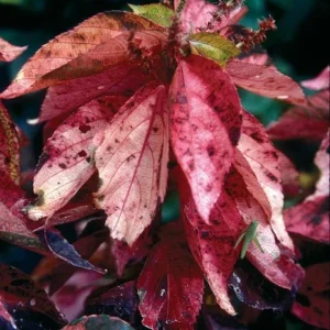 Acalypha Chenille Copper Plant Live Starter Plants - 2 Pack, 4-6 Inches Tall, Year-Round Color - Image 5