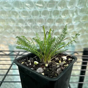 Achillea Yarrow 'Summer Pastels Mix' Live Plant, 3.25 inch Pot, Outdoor Perennial - Image 2
