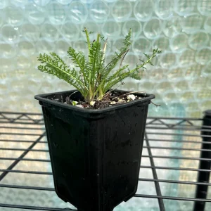 Achillea Yarrow 'Summer Pastels Mix' Live Plant, 3.25 inch Pot, Outdoor Perennial - Image 3