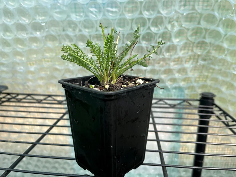 Achillea Yarrow 'Summer Pastels Mix' Live Plant, 3.25 inch Pot, Outdoor Perennial - Image 3