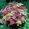 Achillea Yarrow 'Summer Pastels Mix' Live Plant, 3.25 inch Pot, Outdoor Perennial - Image 1