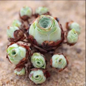 Aeonium Greenovia Aurea Seeds - Mountain Rose Succulent Seeds 10-50 Seeds - Image 5