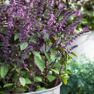 African Blue Basil Live Plant – 4