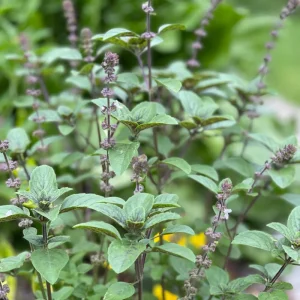 African Blue Basil Live Plant – 4