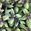 African Blue Basil Live Plant – 4" Starter – Edible Herb – Organic - Image 1