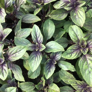 African Blue Basil Live Plant – 4