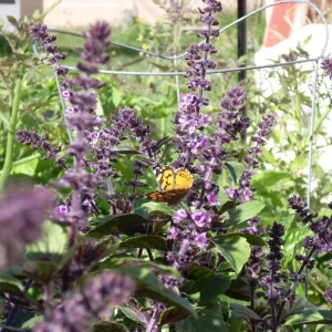 African Blue Basil Live Plant – 4