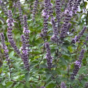 African Blue Basil Live Plant – 4