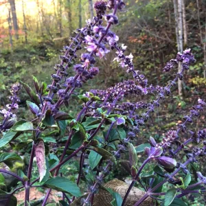 African Blue Basil Live Plant – 4