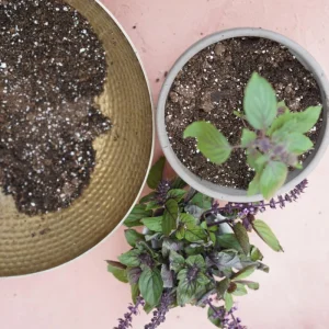 African Blue Basil Live Plant – 4