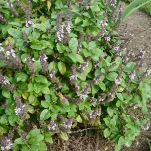 African Blue Basil Live Plant – 4