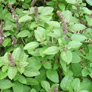 African Blue Basil Live Plant – 4