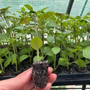 African Blue Basil Live Plant - Well-Rooted Starter Plug, Culinary Herb - Image 3