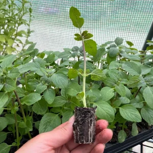 African Blue Basil Live Plant - Well-Rooted Starter Plug, Culinary Herb - Image 4