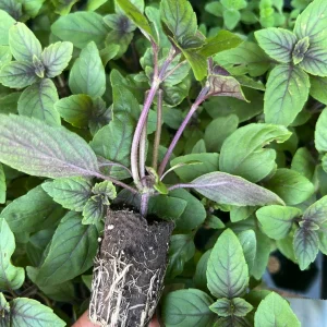 African Blue Basil Live Plant - Well-Rooted Starter Plug, Culinary Herb - Image 5