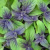 African Blue Basil Live Plant - Well-Rooted Starter Plug, Culinary Herb - Image 1