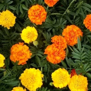African Marigold Mix Live Plants – 2-Pack 4in Pots – Outdoor Flowers - Image 2