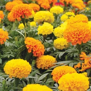African Marigold Mix Live Plants – 2-Pack 4in Pots – Outdoor Flowers - Image 3