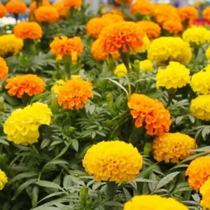 African Marigold Mix Live Plants – 2-Pack 4in Pots – Outdoor Flowers - Image 1