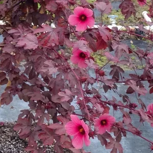 African Rose Cranberry Hibiscus Live Plant - Edible Leaves & Vibrant Foliage - Image 2