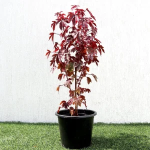 African Rose Cranberry Hibiscus Live Plant - Edible Leaves & Vibrant Foliage - Image 3