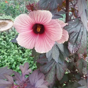African Rose Cranberry Hibiscus Live Plant - Edible Leaves & Vibrant Foliage - Image 4