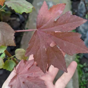 African Rose Cranberry Hibiscus Live Plant - Edible Leaves & Vibrant Foliage - Image 5