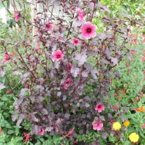 African Rose Cranberry Hibiscus Live Plant - Edible Leaves & Vibrant Foliage - Image 6