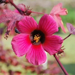 African Rose Cranberry Hibiscus Live Plant - Edible Leaves & Vibrant Foliage - Image 7