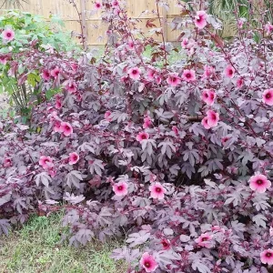 African Rose Cranberry Hibiscus Live Plant - Edible Leaves & Vibrant Foliage - Image 8