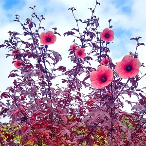 African Rose Cranberry Hibiscus Live Plant - Edible Leaves & Vibrant Foliage - Image 9