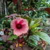 African Rose Cranberry Hibiscus Live Plant - Edible Leaves & Vibrant Foliage - Image 1