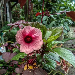 African Rose Cranberry Hibiscus Live Plant - Edible Leaves & Vibrant Foliage - Image 1