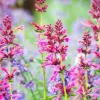 Agastache Hummingbird Mint Live Plant - Healthy Starter Starter Plants - Image 1