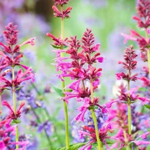 Agastache Hummingbird Mint Live Plant - Healthy Starter Starter Plants - Image 1