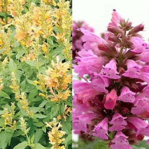 Agastache Hummingbird Mint Live Plant - Healthy Starter Starter Plants - Image 10