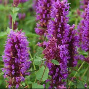 Agastache Hummingbird Mint Live Plant - Healthy Starter Starter Plants - Image 4
