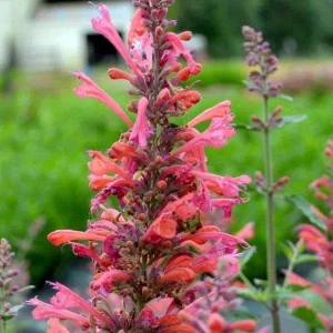 Agastache Hummingbird Mint Live Plant - Healthy Starter Starter Plants - Image 7