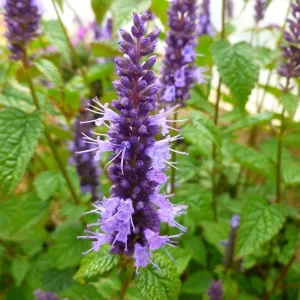Agastache Live Plant – Hummingbird Mint Hyssop Starter – 1