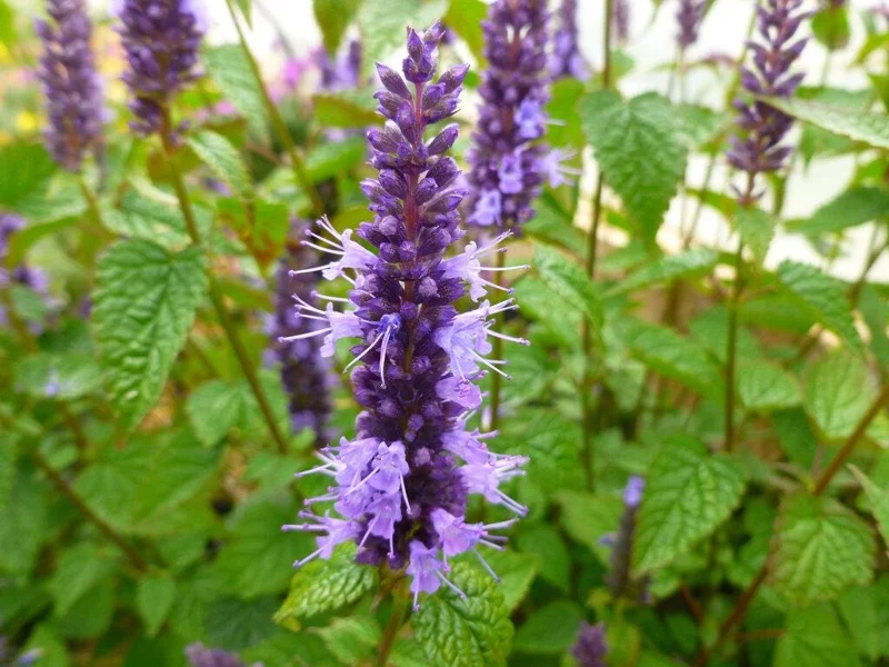 Agastache Live Plant – Hummingbird Mint Hyssop Starter – 1" Plug – Outdoor Perennial - Image 2