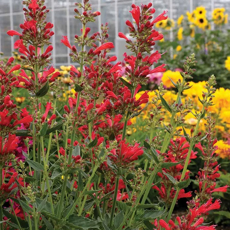 Agastache Live Plant – Hummingbird Mint Hyssop Starter – 1" Plug – Outdoor Perennial - Image 3