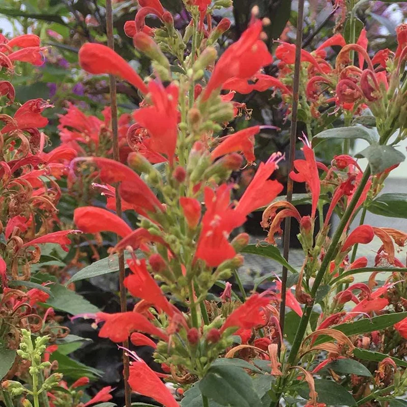 Agastache Live Plant – Hummingbird Mint Hyssop Starter – 1" Plug – Outdoor Perennial - Image 4
